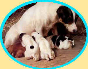JRpuppies.jpg (17410 bytes)