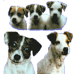 JRterriers.bmp (23878 bytes)