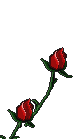 rosesblooming.gif (12513 bytes)