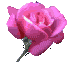 singlepinkrose.gif (2442 bytes)